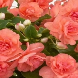 Baštenski balzam: sadnja i njega, fotografija uličnog cvijeća u cvjetnoj gredici